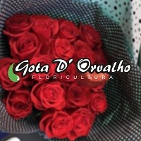 GOTA D'ORVALHO